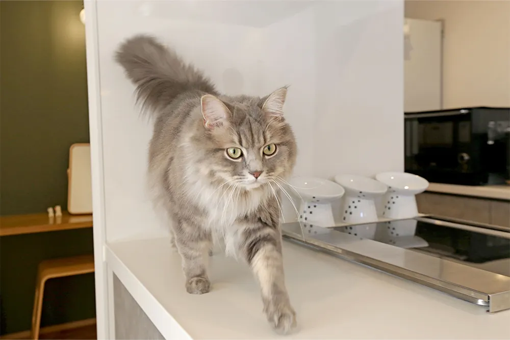 開放的な吹抜けリビングで猫と快適に暮らす家