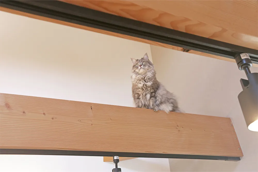 開放的な吹抜けリビングで猫と快適に暮らす家